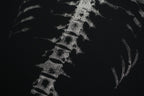X-Ray Vintage T-shirt